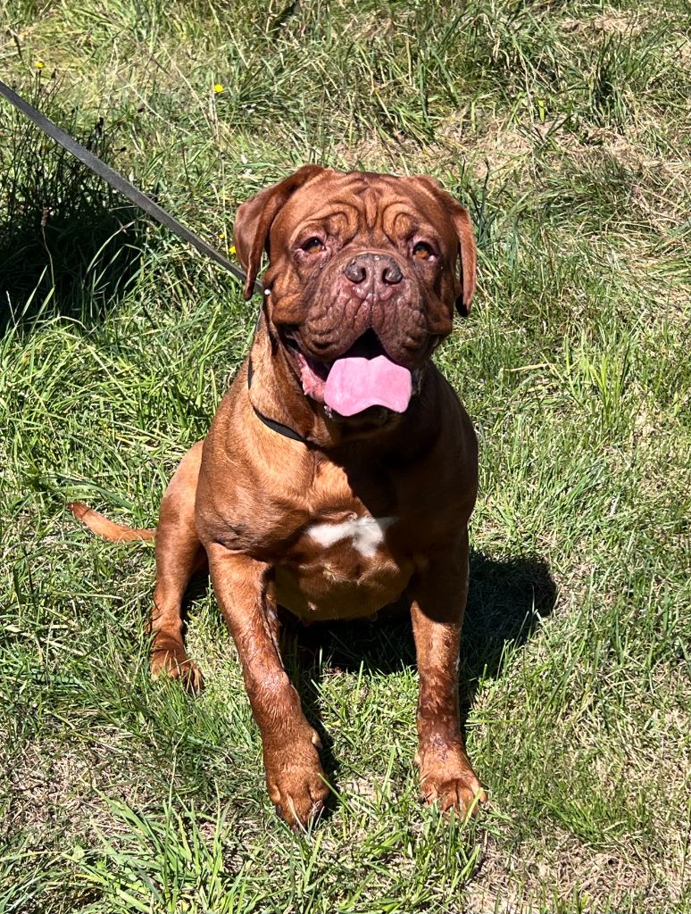 Les Dogue de Bordeaux de l'affixe Des Gardiens De La Plaine