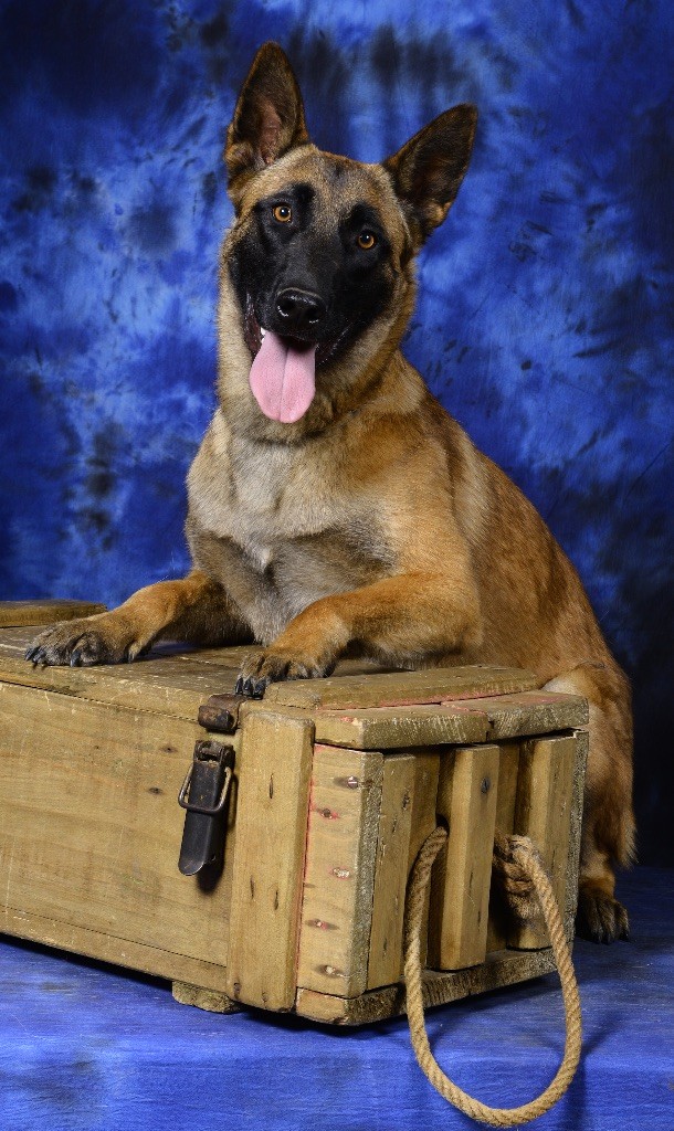 Miss wanda Des Gardiens De La Plaine