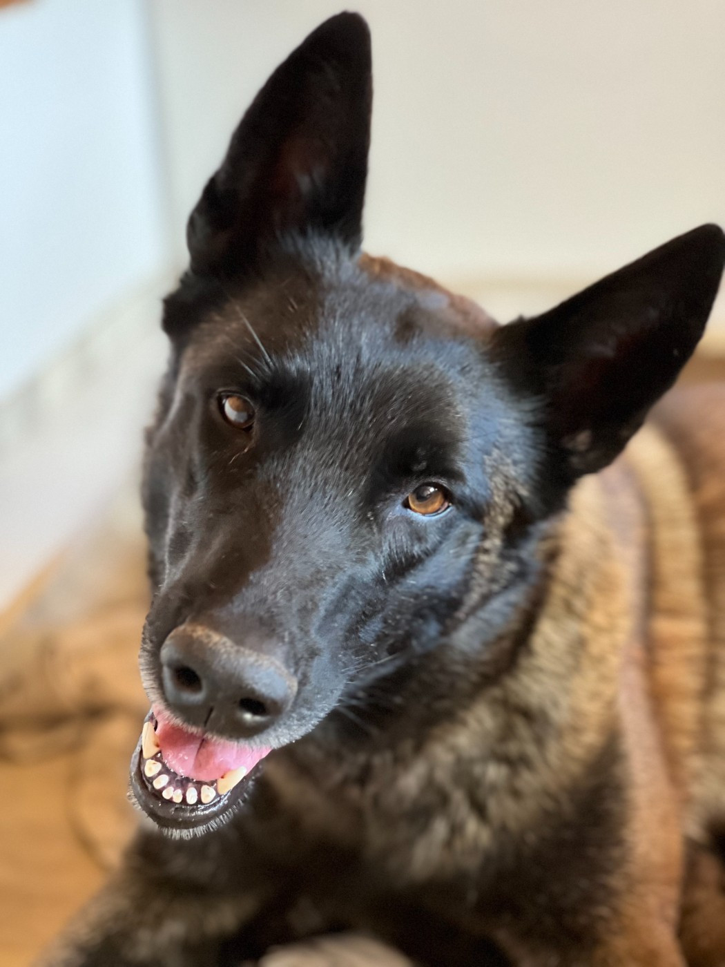 Terreur Des Gardiens De La Plaine