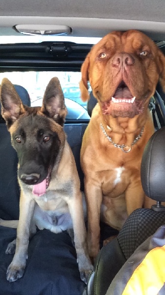 Chiots nés le 11 janvier 2016