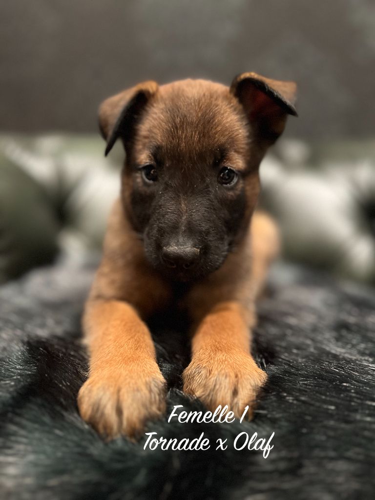 Des Gardiens De La Plaine - Chiots disponibles - Berger Belge