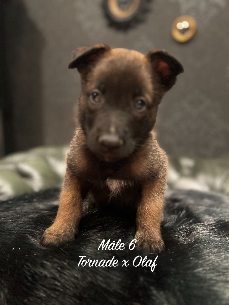 Des Gardiens De La Plaine - Chiots disponibles - Berger Belge