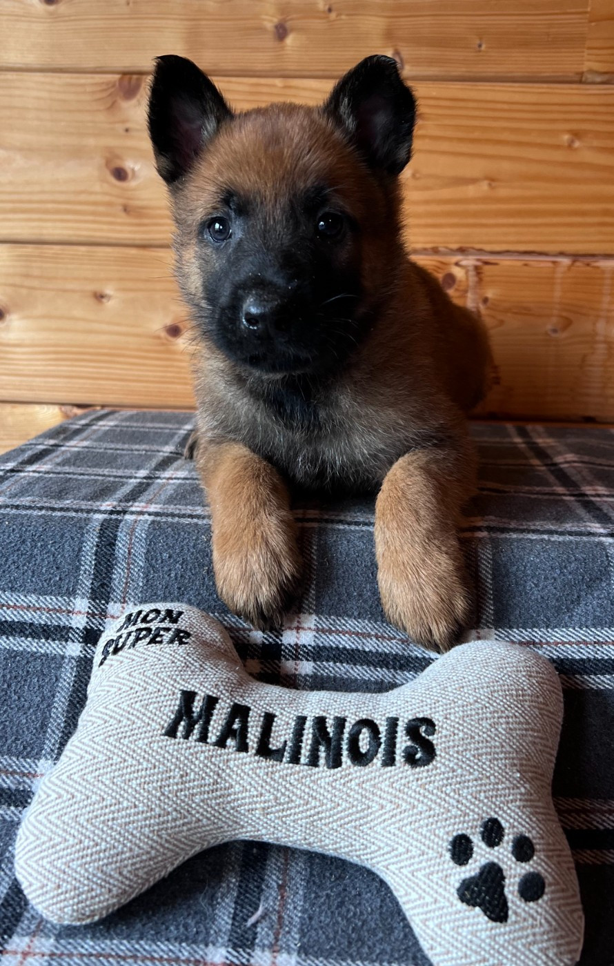 Des Gardiens De La Plaine - Chiots disponibles - Berger Belge