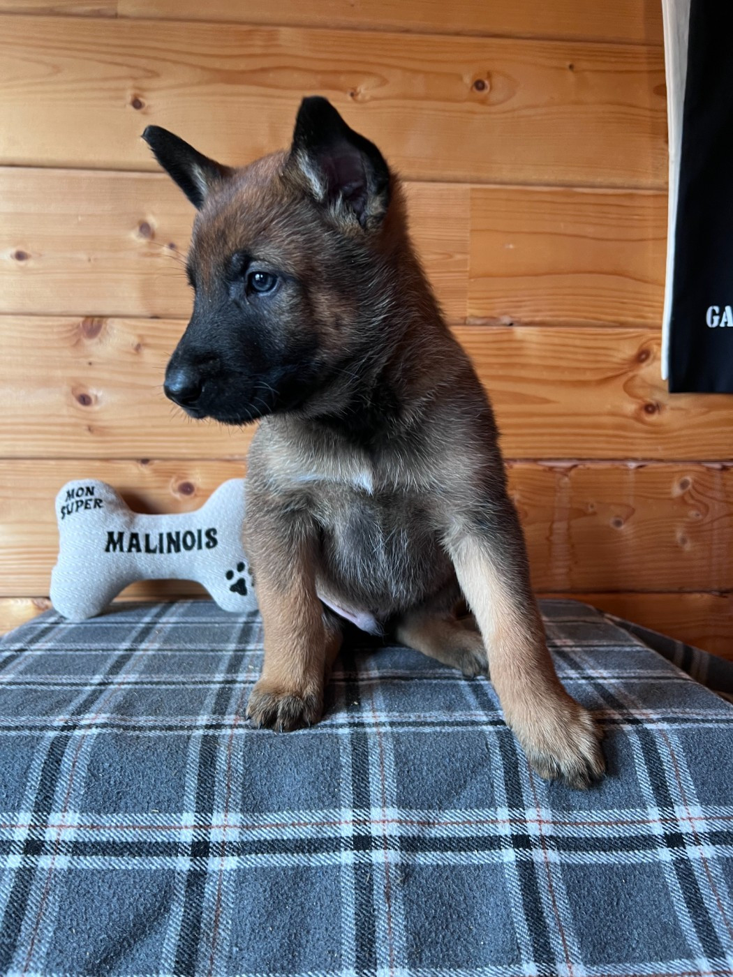 Des Gardiens De La Plaine - Chiots disponibles - Berger Belge