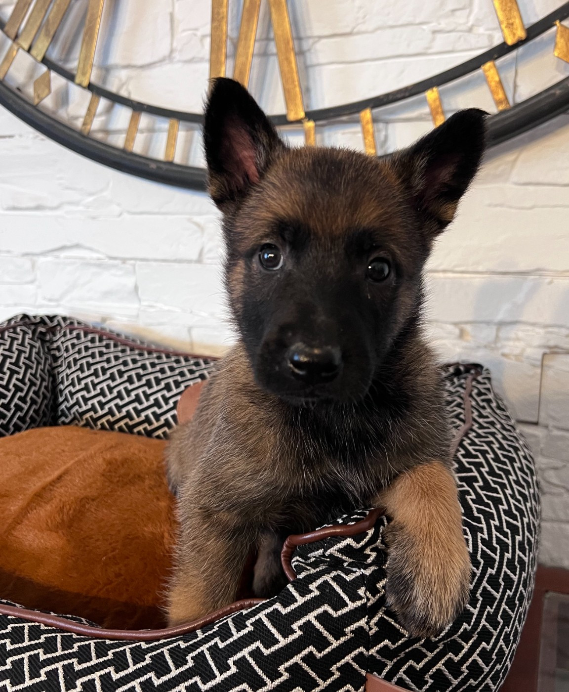 Des Gardiens De La Plaine - Berger Belge - Portée née le 01/01/2026