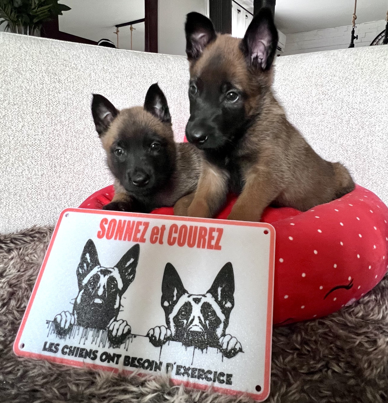 Des Gardiens De La Plaine - Berger Belge - Portée née le 03/01/2026