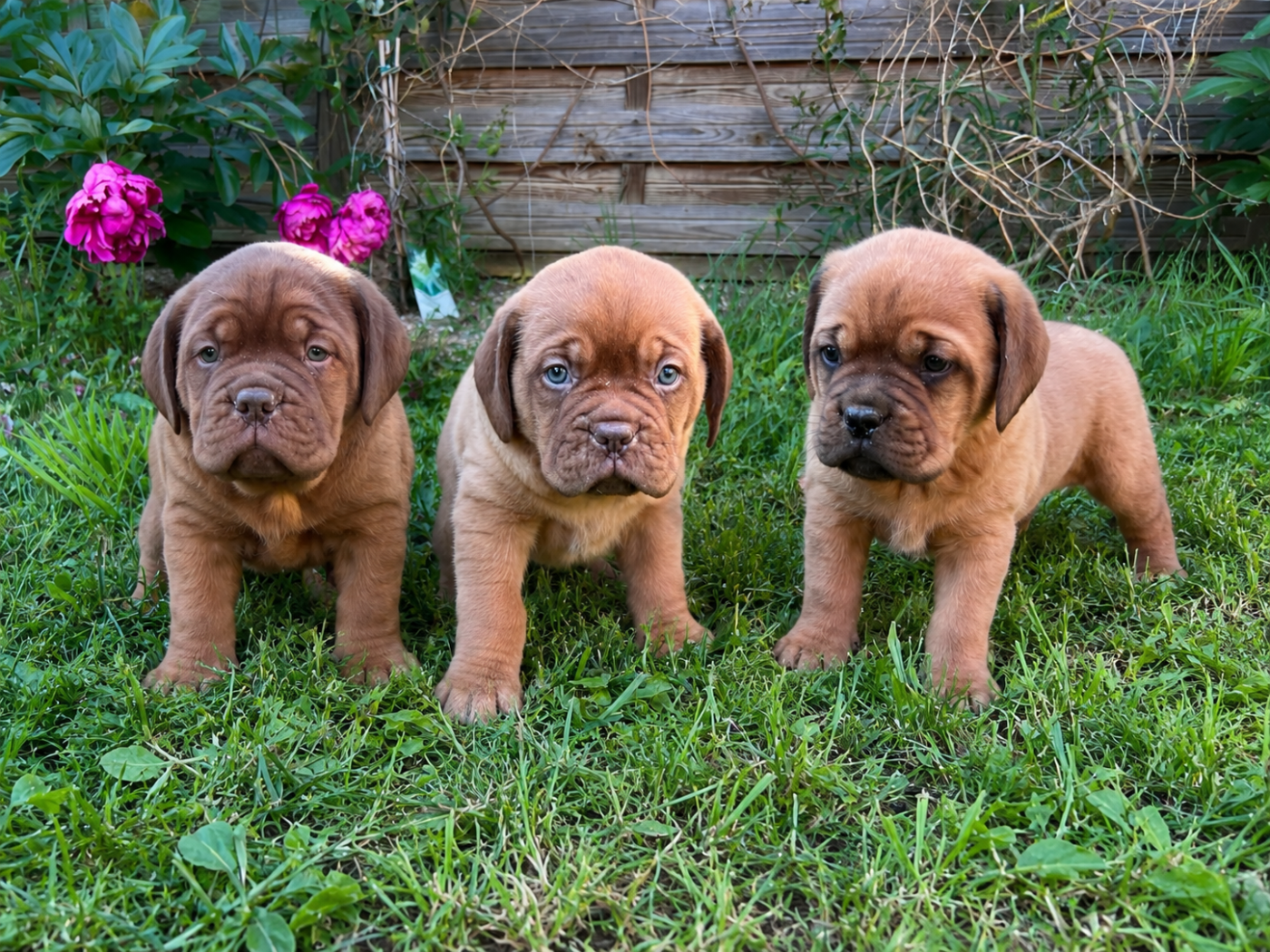 Chiot Dogue de Bordeaux Des Gardiens De La Plaine
