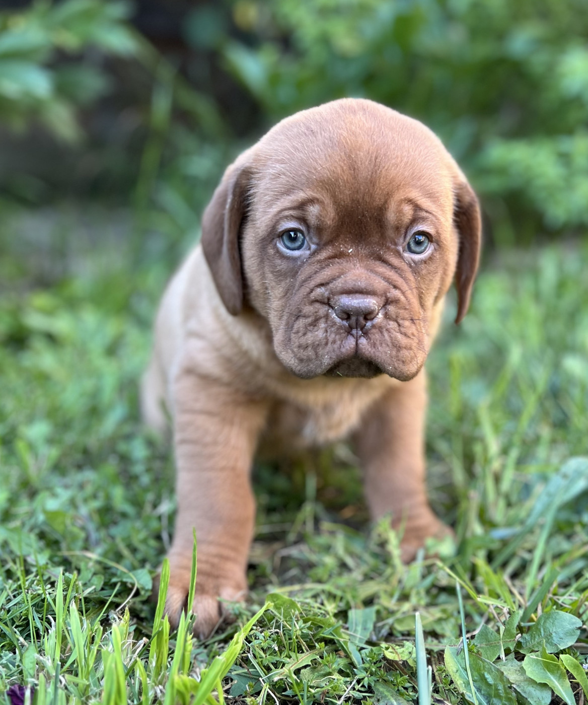 Des Gardiens De La Plaine - Chiots disponibles - Dogue de Bordeaux