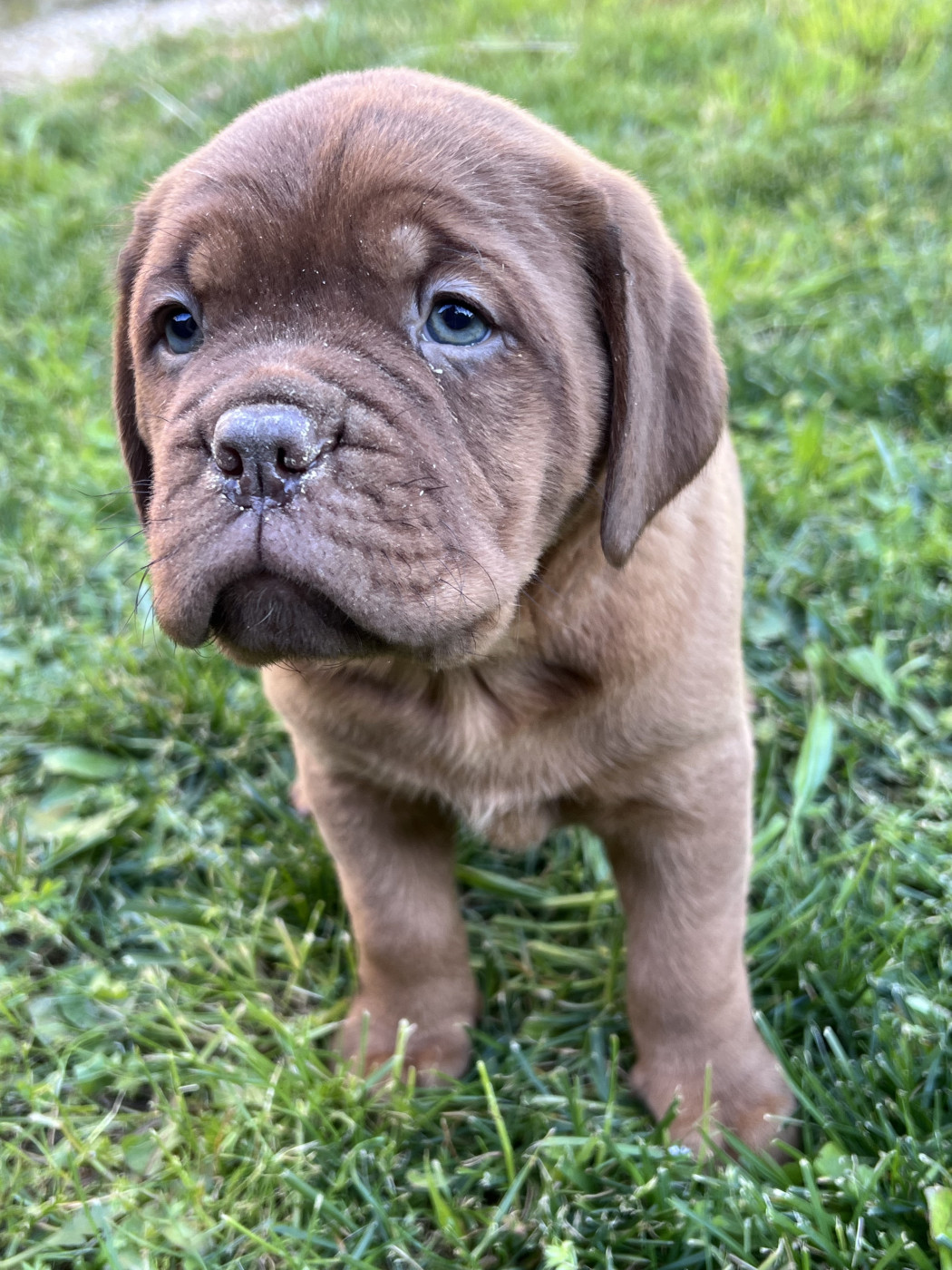 Des Gardiens De La Plaine - Chiots disponibles - Dogue de Bordeaux