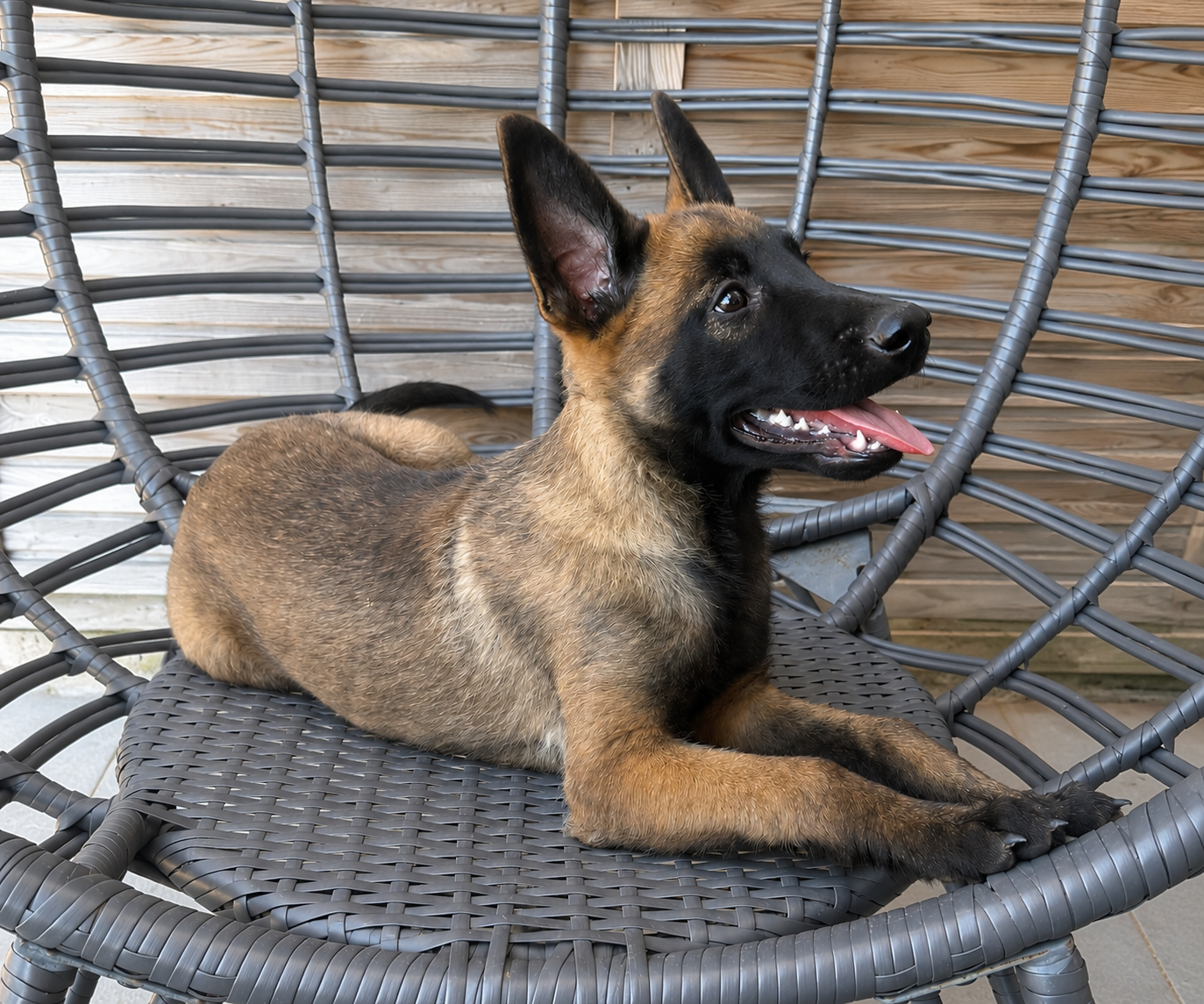 Des Gardiens De La Plaine - Chiots disponibles - Berger Belge
