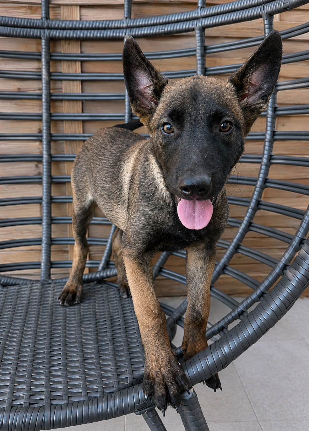 Des Gardiens De La Plaine - Chiots disponibles - Berger Belge