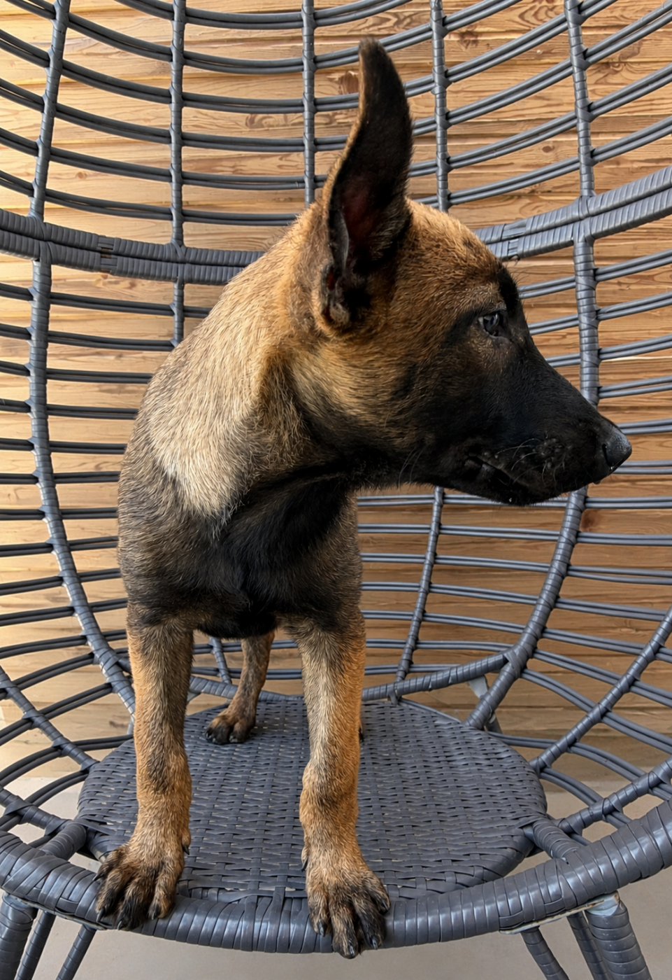 Des Gardiens De La Plaine - Chiots disponibles - Berger Belge