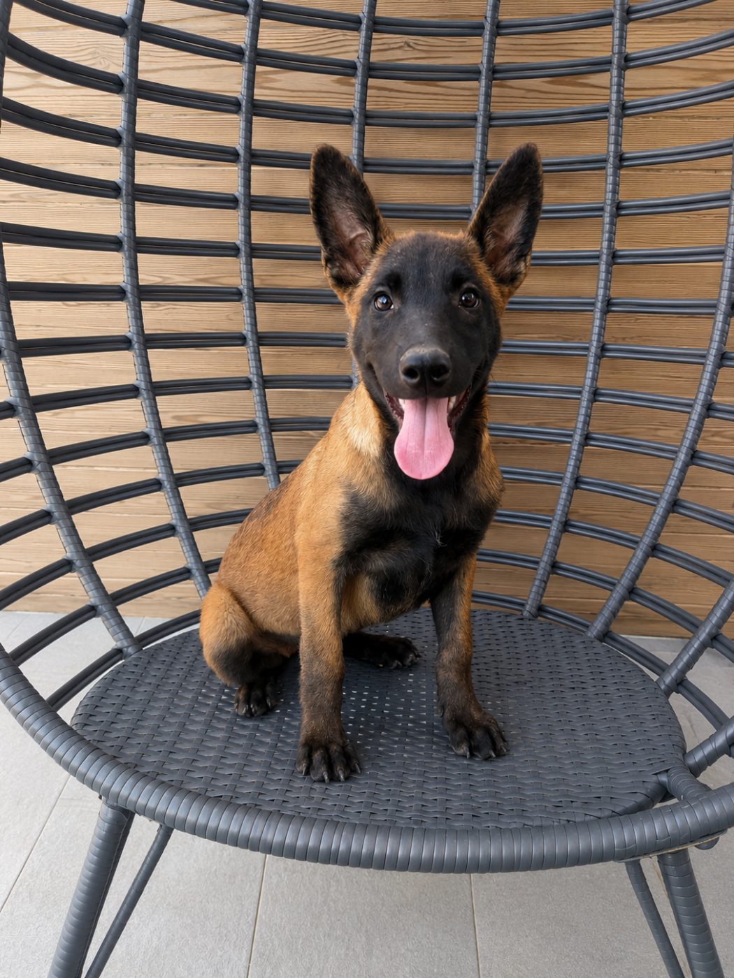 Des Gardiens De La Plaine - Chiots disponibles - Berger Belge