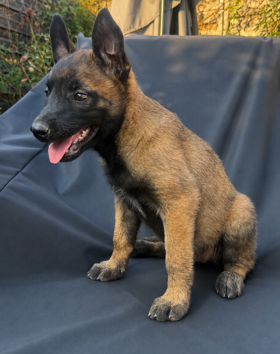 Des Gardiens De La Plaine - Chiots disponibles - Berger Belge