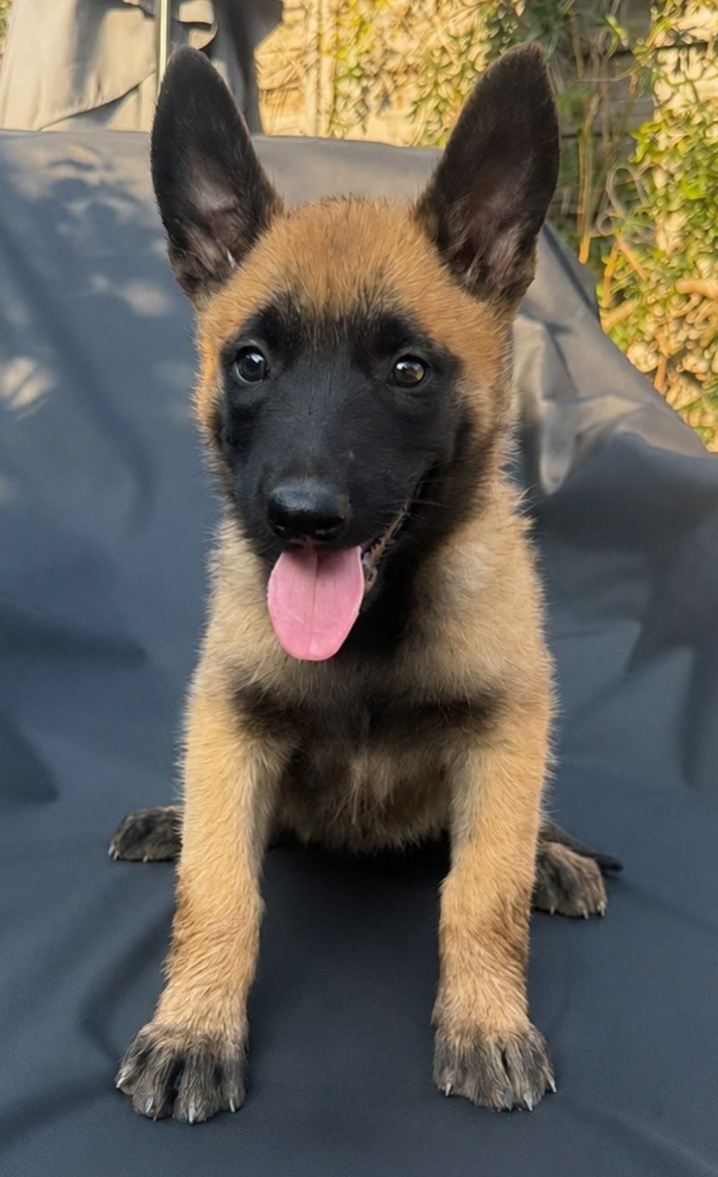 Des Gardiens De La Plaine - Chiots disponibles - Berger Belge