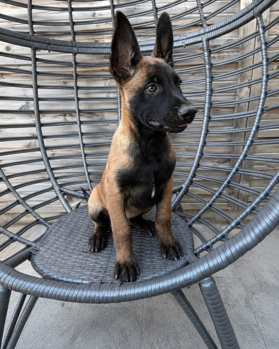 Des Gardiens De La Plaine - Chiots disponibles - Berger Belge