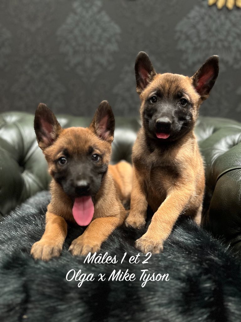Chiot Berger Belge Des Gardiens De La Plaine