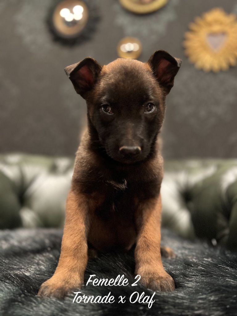 Des Gardiens De La Plaine - Chiots disponibles - Berger Belge