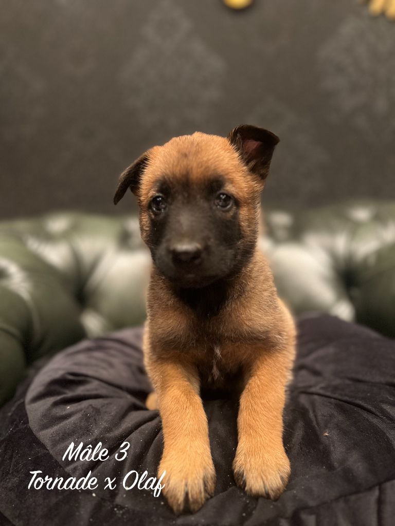 Des Gardiens De La Plaine - Chiots disponibles - Berger Belge