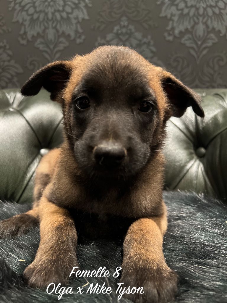 Des Gardiens De La Plaine - Chiots disponibles - Berger Belge