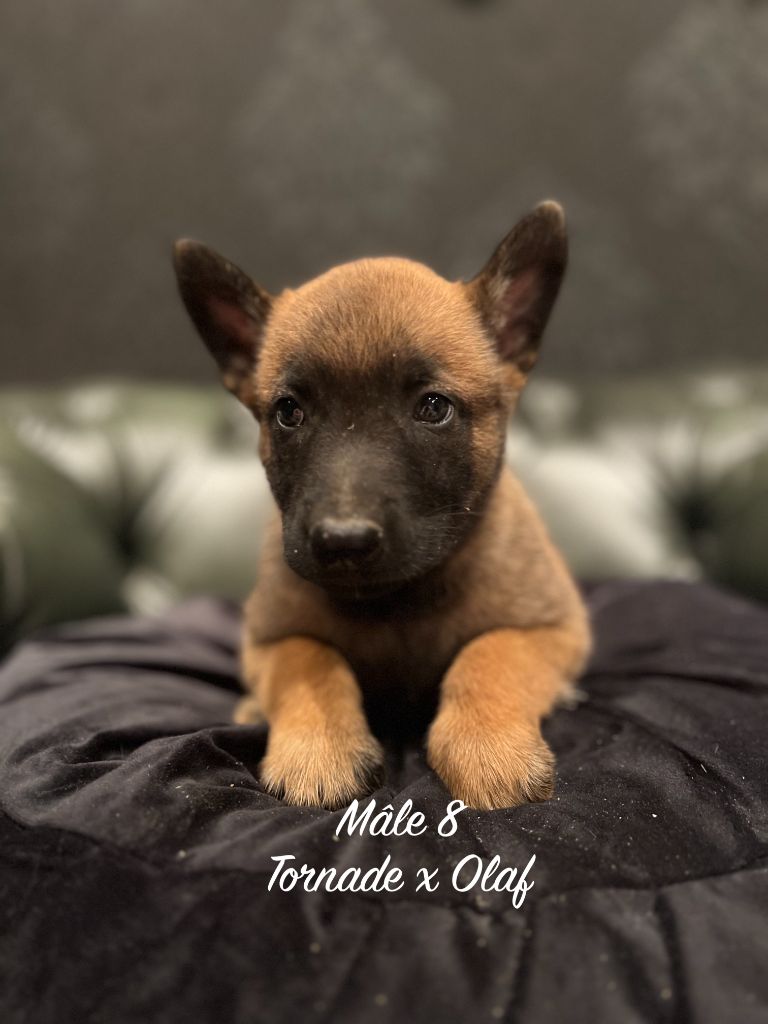 Des Gardiens De La Plaine - Chiots disponibles - Berger Belge
