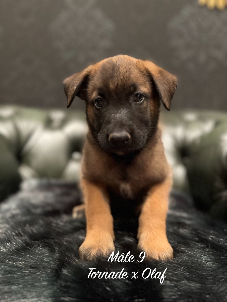 Des Gardiens De La Plaine - Chiots disponibles - Berger Belge