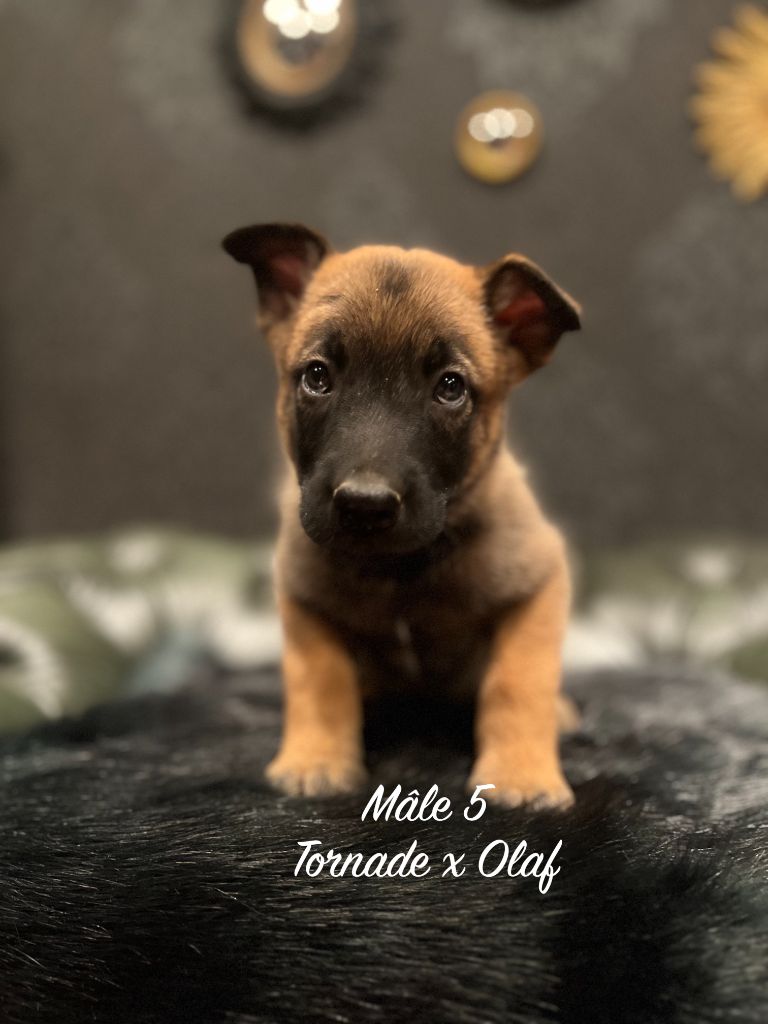 Des Gardiens De La Plaine - Chiots disponibles - Berger Belge