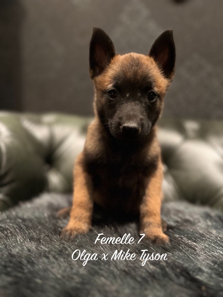 Des Gardiens De La Plaine - Chiots disponibles - Berger Belge