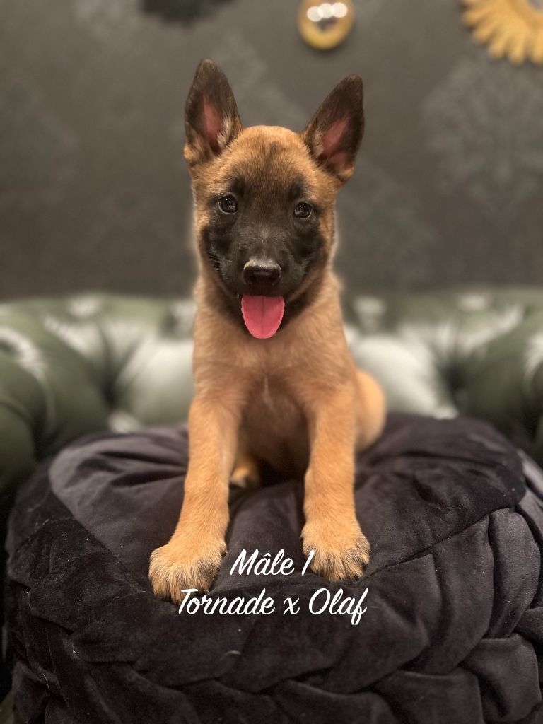 Chiot Berger Belge Des Gardiens De La Plaine