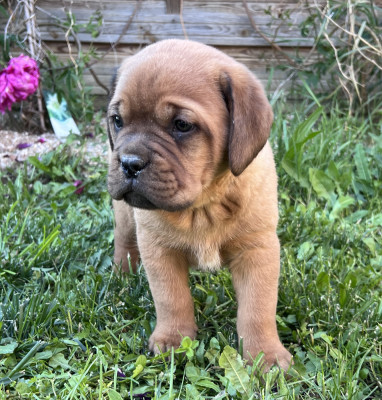 Chiot N°2