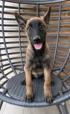 BRISCO