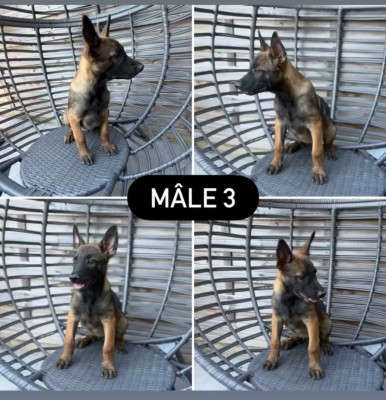 MALE N°3