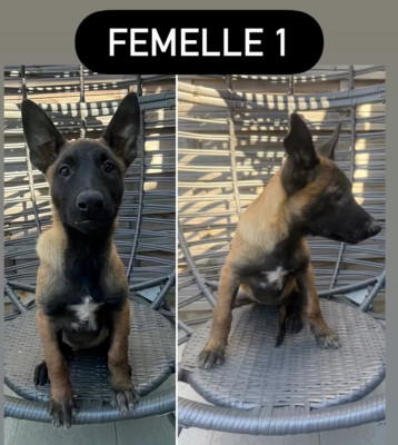 FEMELLE N°1