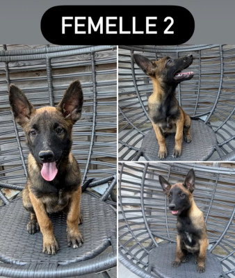 FEMELLE N°2