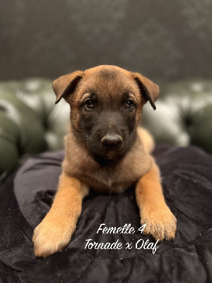 CHIOT 13