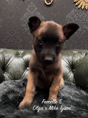 CHIOT 11