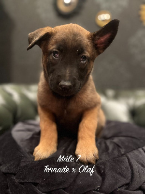 CHIOT 7