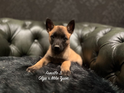 CHIOT 9