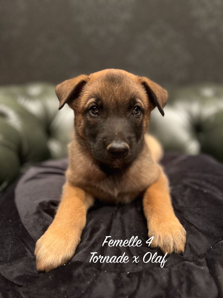 Des Gardiens De La Plaine - Chiots disponibles - Berger Belge