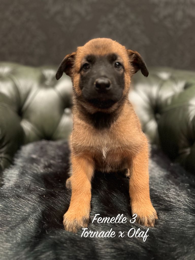 Des Gardiens De La Plaine - Chiots disponibles - Berger Belge