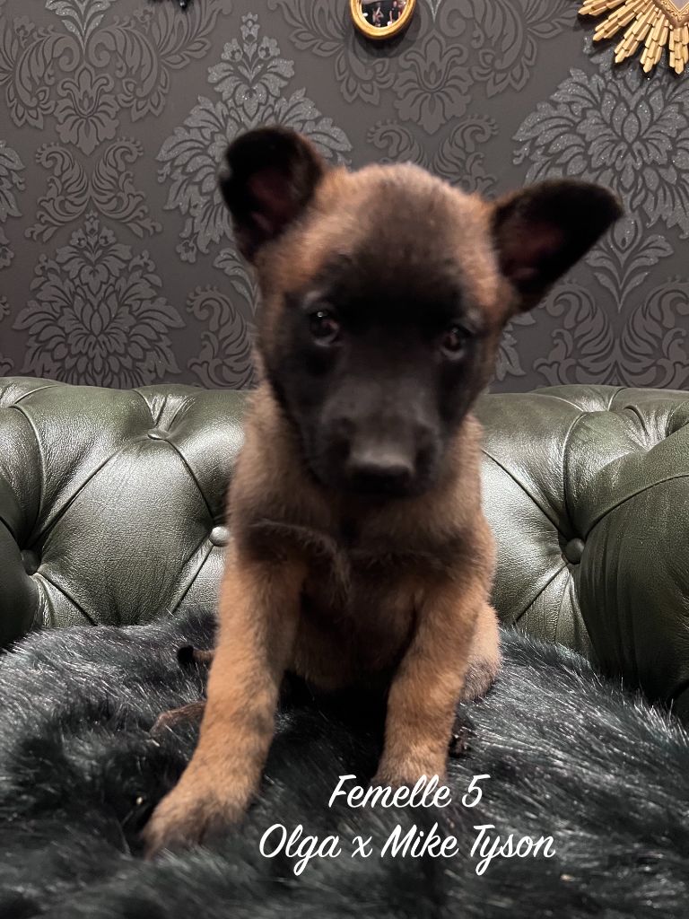 Des Gardiens De La Plaine - Chiots disponibles - Berger Belge