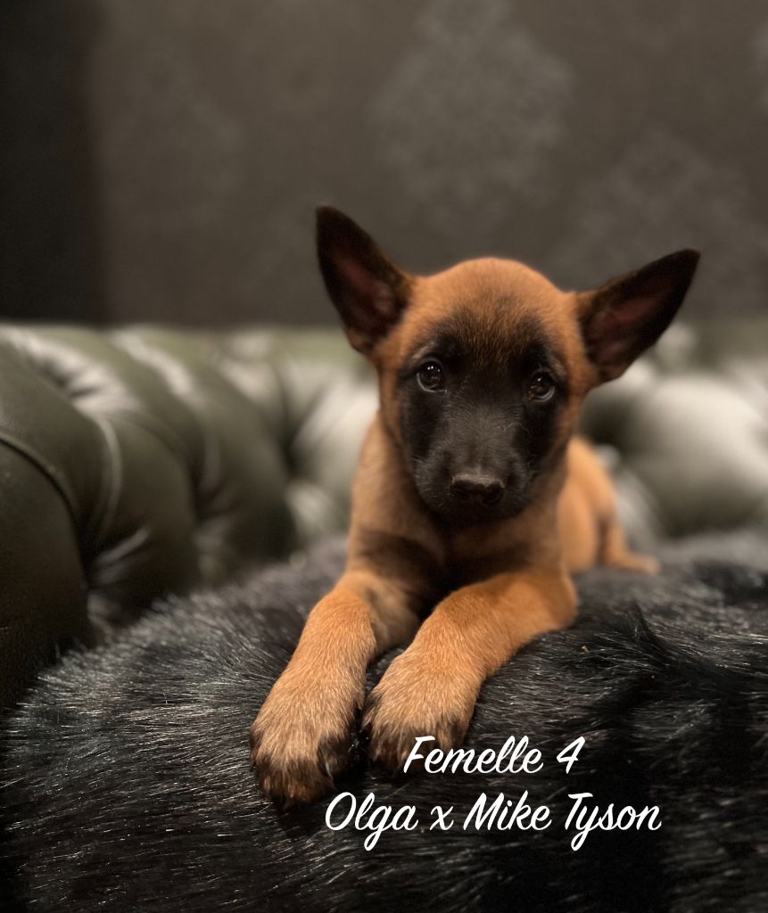 Des Gardiens De La Plaine - Chiots disponibles - Berger Belge