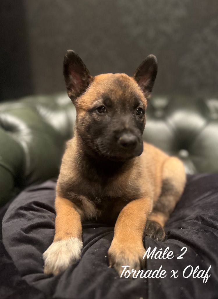 Des Gardiens De La Plaine - Chiots disponibles - Berger Belge