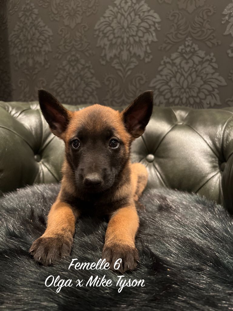 Des Gardiens De La Plaine - Chiots disponibles - Berger Belge