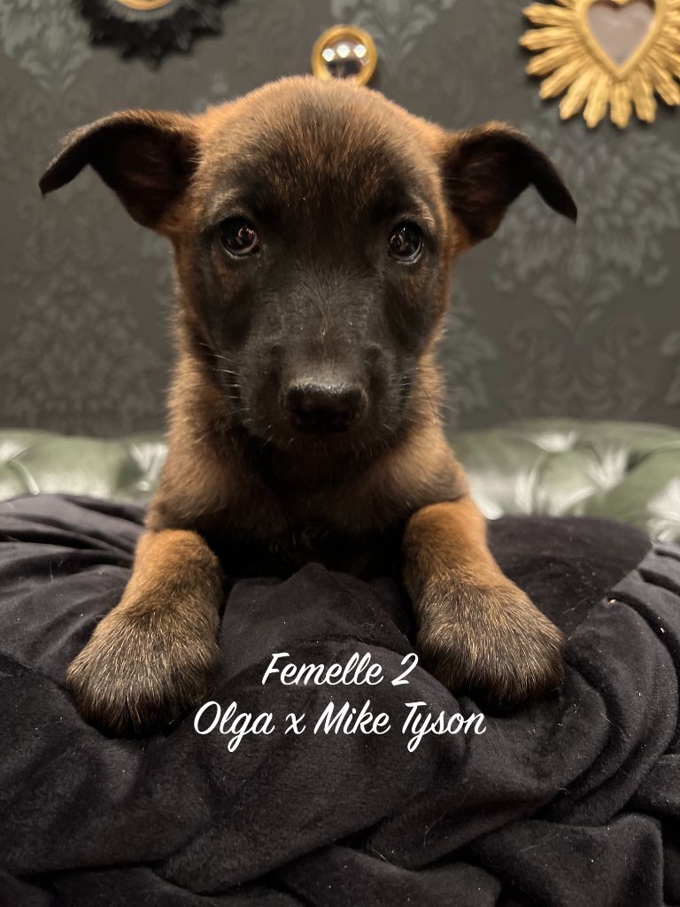 Des Gardiens De La Plaine - Chiots disponibles - Berger Belge